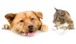 Cat and dog above white banner Cat and dog above white banner