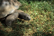 Tortoise