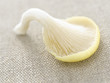 champignon