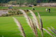 golf course in the wind