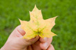 maple leaf