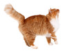 Photo en ligne au meilleur prix red cat walking isolated over white background