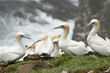 Gannets hanging out on the side of a cliff at the St. Mary's