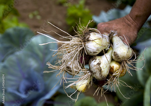 Photo: Fresh onions from the garden Fresh onions from the garden