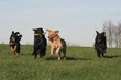 Le bonheur d'être avec les copains Le bonheur d'être avec les copains