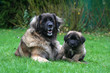 famille leonberg en plein repos famille leonberg en plein repos