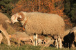 Bouc brigasque