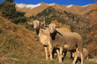 Brebis en montagne