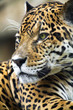 Leopard Portrait Close up Leopard Portrait Close up