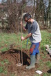 Photo: Farmer Planting Fruit Tree Farmer Planting Fruit Tree