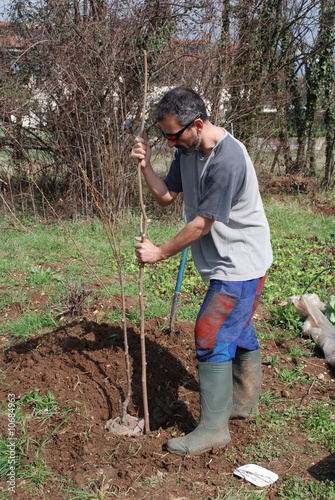 Photo: Farmer Planting Fruit Tree Farmer Planting Fruit Tree