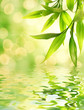 Bamboo leaves reflected in rendered water Bamboo leaves reflected in rendered water