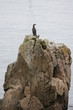 Cormoran sur une rocher - Pointe de Gâvre (Morbihan)