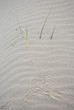 Footprints in the dunes Footprints in the dunes