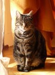 chat