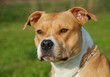 American Staffordshire Terrier American Staffordshire Terrier