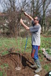 Photo: Farmer Planting Fruit Tree Farmer Planting Fruit Tree