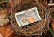 Savings Nest Egg Savings Nest Egg