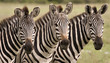 Zebras close up