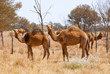 Dromedare im Outback. Australien Dromedare im Outback. Australien