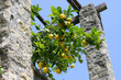 Limonaia