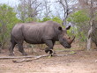 Breitmaulnashorn Breitmaulnashorn