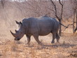 Breitmaulnashorn in Action