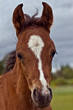 Photo: Foal close up head shot Foal close up head shot