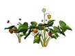 Illustration of a strawberry plant