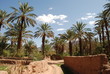 Palmeraie Palmeraie