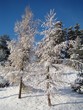 arbres sous la neige 4