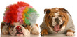 bulldog laughing at another dog dressed up with clown wig