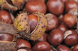 group of chestnuts group of chestnuts