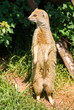 Yellow Mongoose Yellow Mongoose