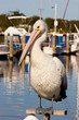 Pelican on a Perch