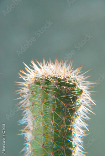 Photo: cactus cactus