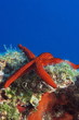 Seestern im blauen Wasser Seestern im blauen Wasser