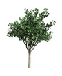 Baum freigestellt