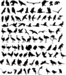 100 Birds