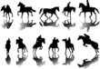 Horses and riders