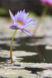 nénuphar
