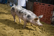 cochon