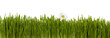 Photo en ligne au meilleur prix green grass with lonely flower