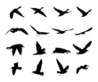 silhouettes of flying birds -vector silhouettes of flying birds -vector