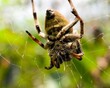 wolf spider 75