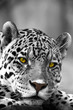 Close up Leopard Portrait