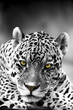 Close up Leopard Portrait Close up Leopard Portrait