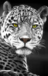 Close up Leopard Portrait Close up Leopard Portrait