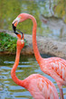 A kiss of two flamingos