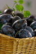 Plum fruit Plum fruit